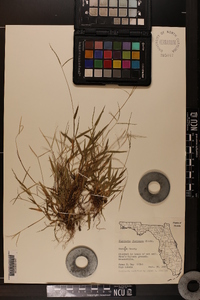 Digitaria floridana image