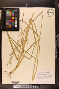 Eriochloa michauxii image