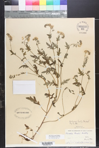 Phacelia purshii image