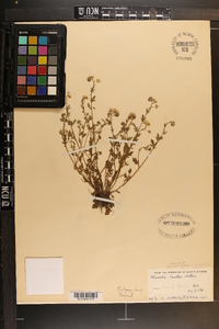 Phacelia covillei image
