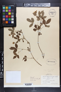 Rubus flagellaris image