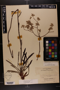 Eriogonum longifolium image