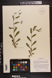 Myosotis macrosperma image