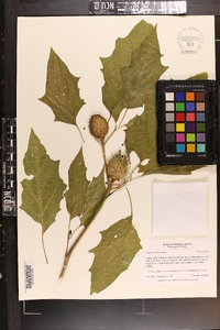 Datura stramonium image