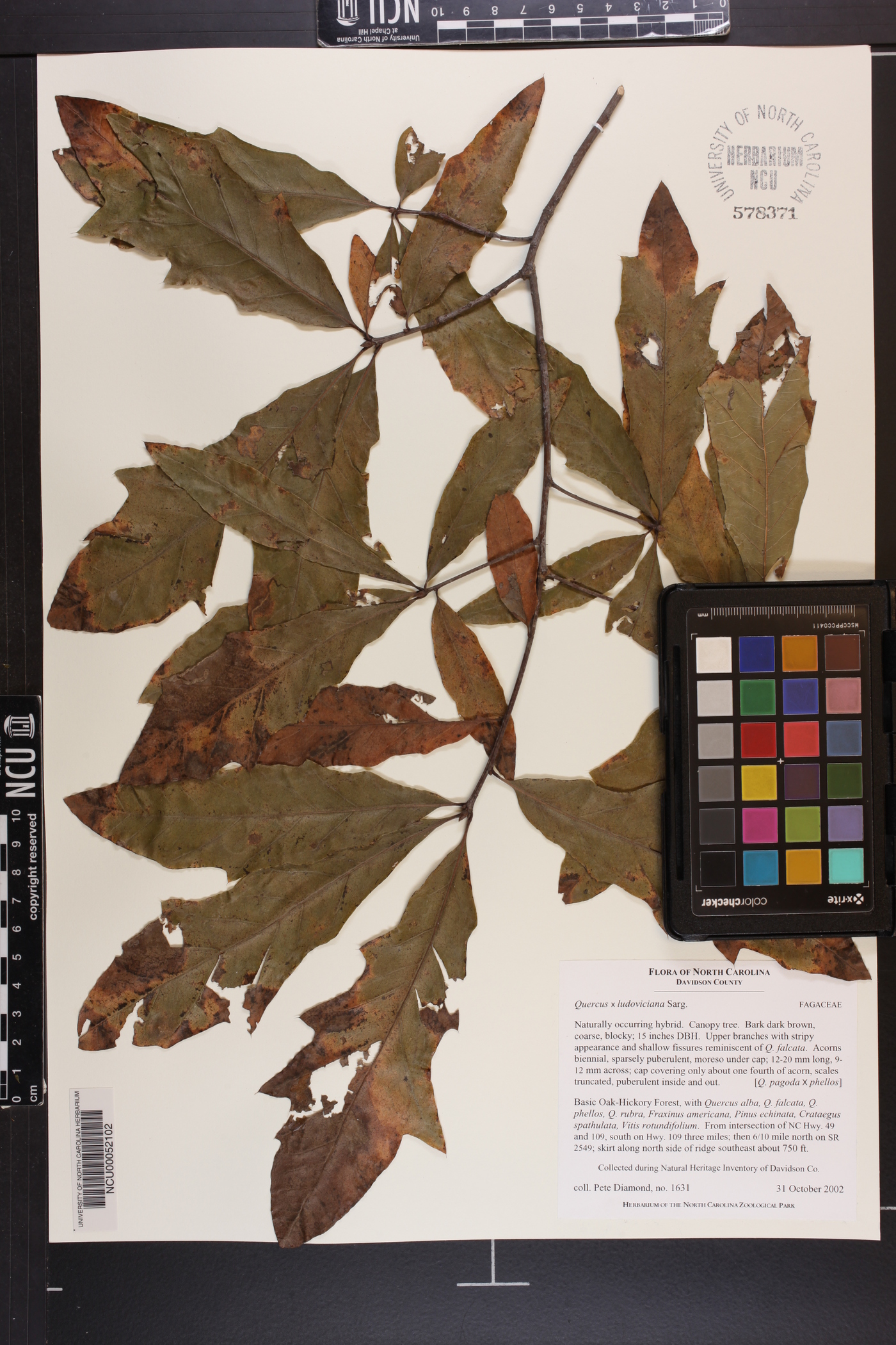 Quercus ludoviciana image