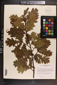 Quercus robur image