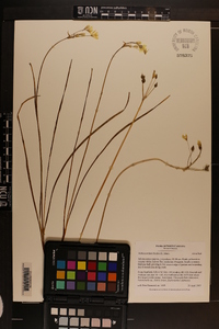 Nothoscordum bivalve image
