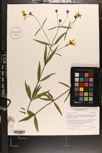 Coreopsis major image