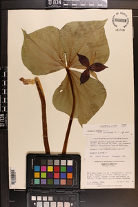 Trillium rugelii image