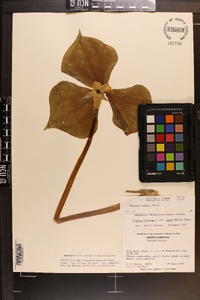 Trillium rugelii image