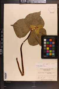 Trillium rugelii image