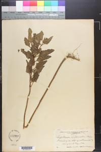 Eupatorium mikanioides image