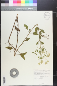 Eupatorium mikanioides image