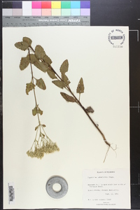 Eupatorium mikanioides image