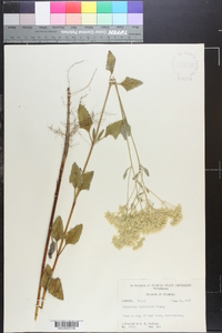 Eupatorium mikanioides image