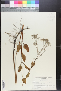 Eupatorium mikanioides image