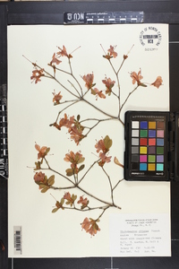 Rhododendron obtusum image