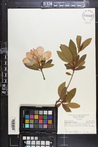 Rhododendron formosum image