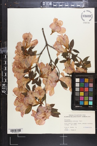 Rhododendron pulchrum image