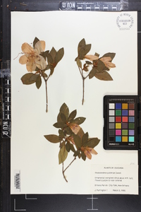 Rhododendron pulchrum image