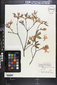 Rhododendron prinophyllum image