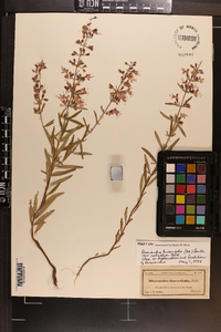 Dicerandra linearifolia var. robustior image