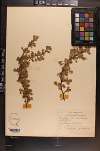 Crataegus versuta image