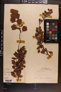 Crataegus versuta image