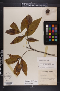 Carya glabra var. glabra image