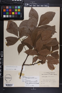 Carya glabra var. glabra image