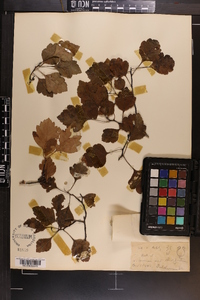 Crataegus opima image