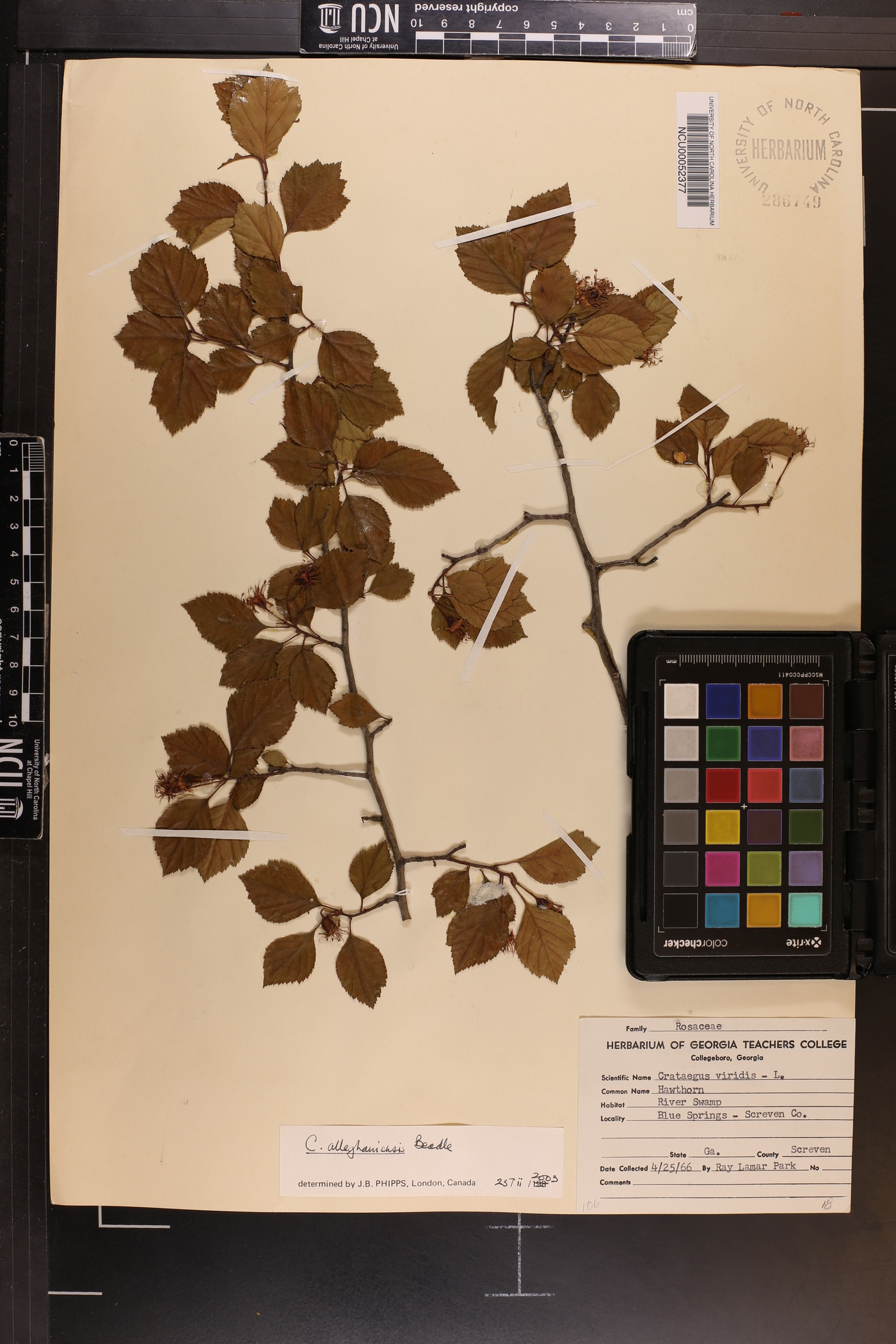Crataegus alleghaniensis image