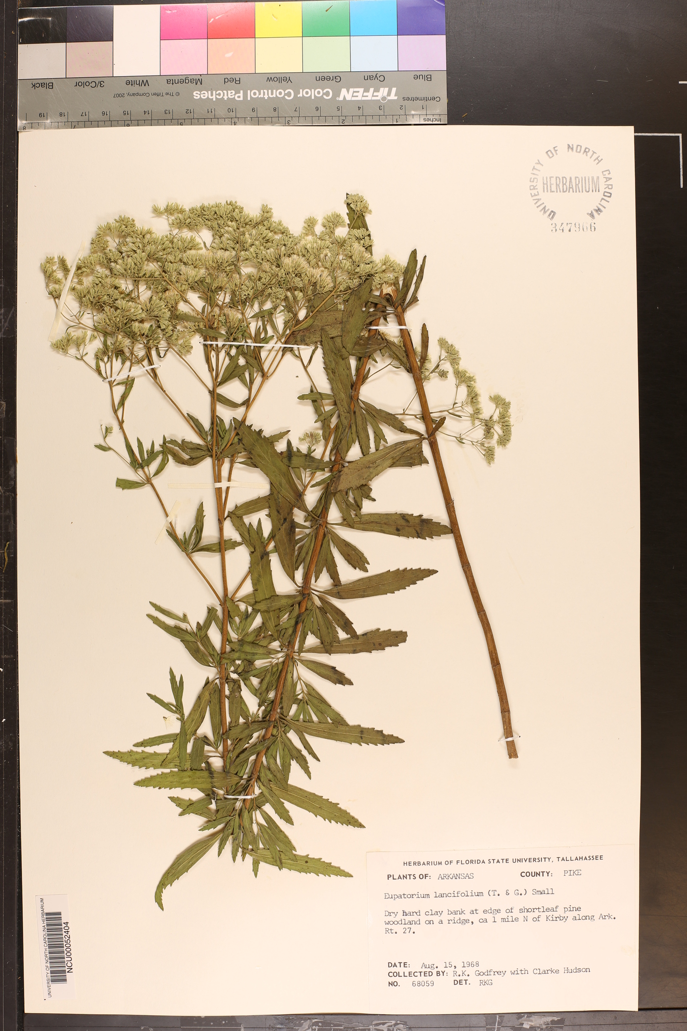 Eupatorium lancifolium image