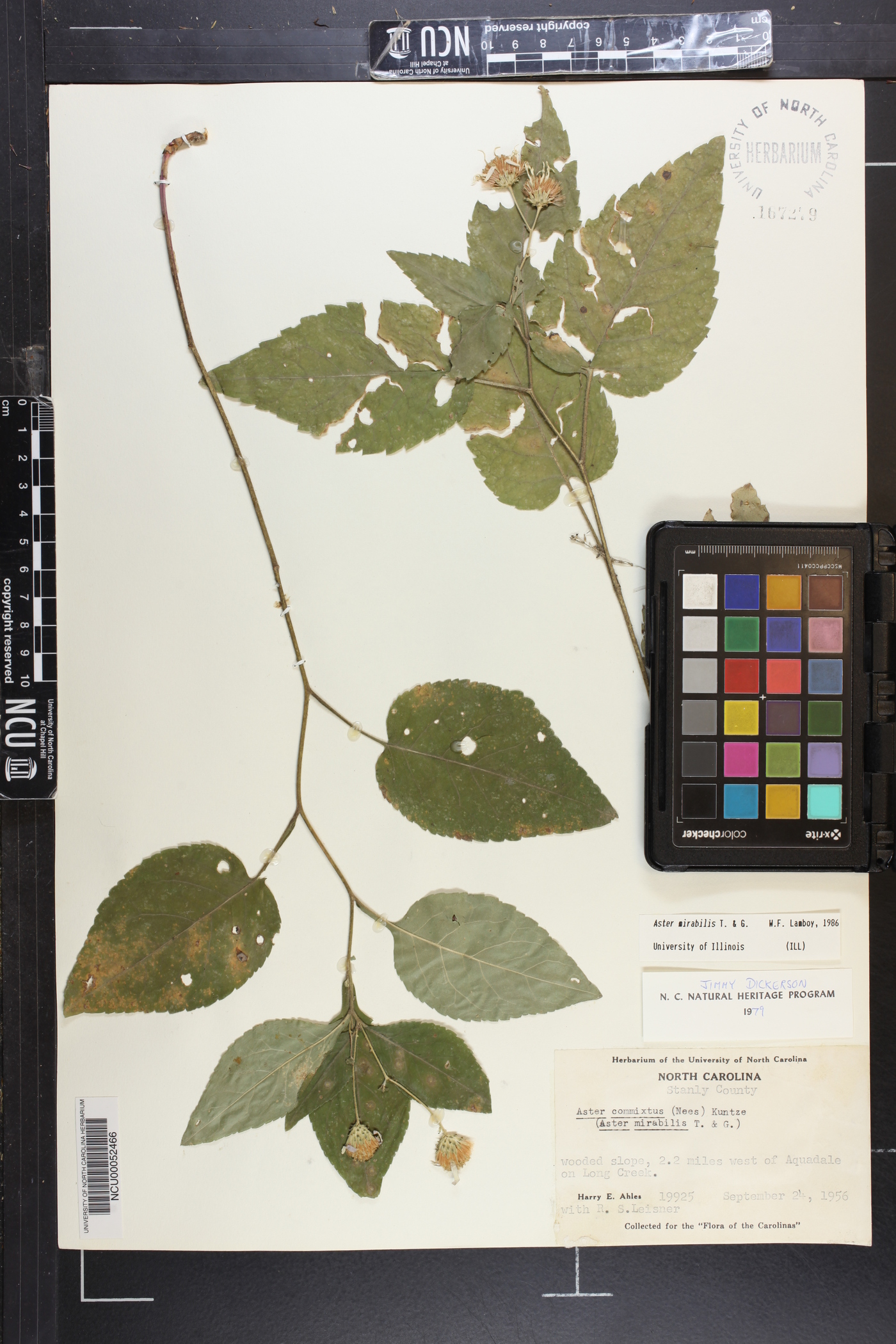 Eurybia mirabilis image