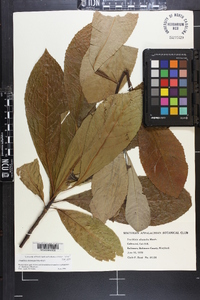 Franklinia alatamaha image