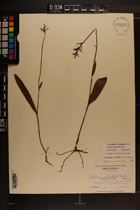 Platanthera clavellata image