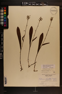 Platanthera clavellata image