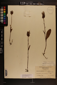 Platanthera clavellata image