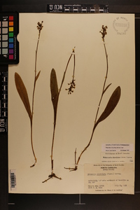 Platanthera clavellata image