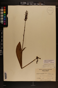 Platanthera clavellata image