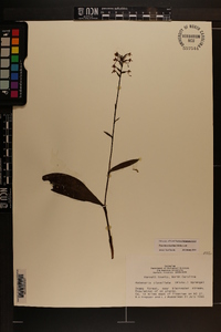 Platanthera clavellata image