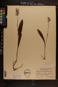 Platanthera clavellata image