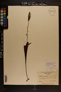 Platanthera clavellata image