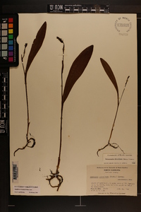 Platanthera clavellata image