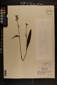 Platanthera clavellata image