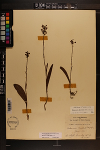 Platanthera clavellata image