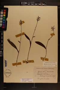 Platanthera clavellata image