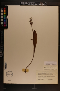 Platanthera clavellata image