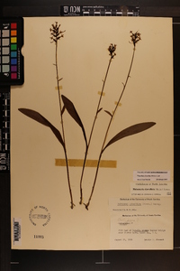 Platanthera clavellata image