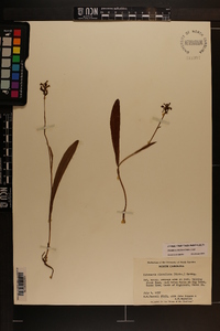 Platanthera clavellata image